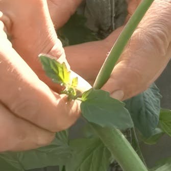 Såing av tomater Såing av tomater